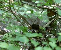 Тактика — засады в лесу Использование пзрк в лесу